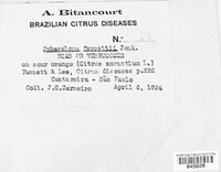 Elsinoe fawcettii image
